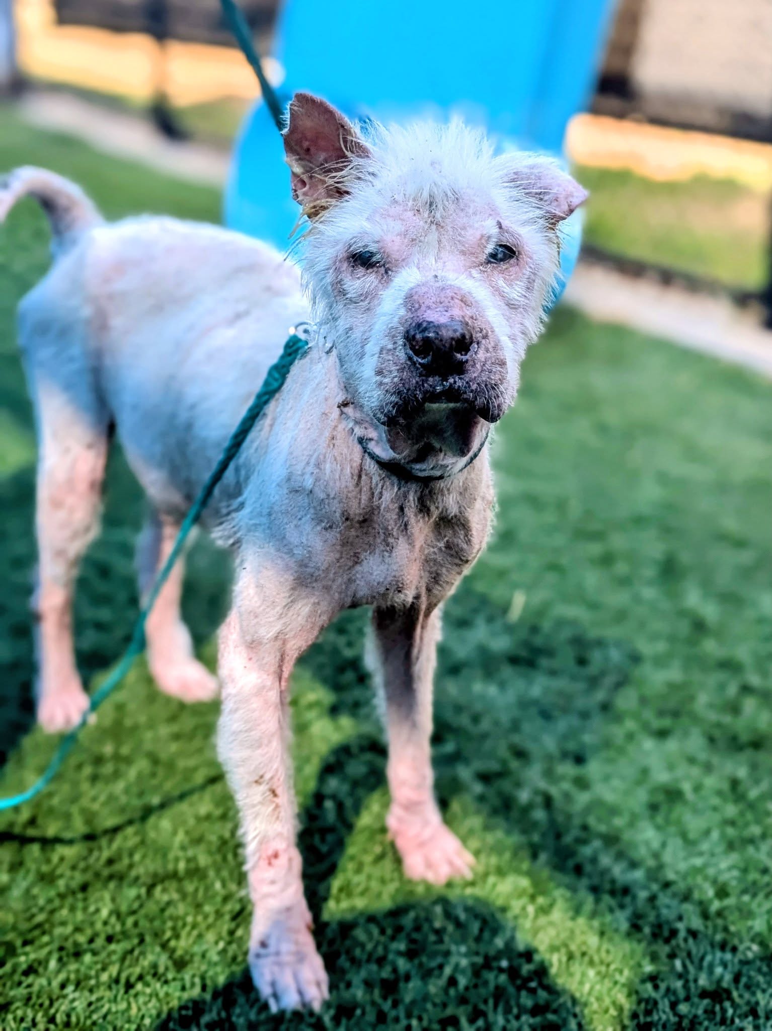 Buzz, a Terrier (mix breed), available for adoption
