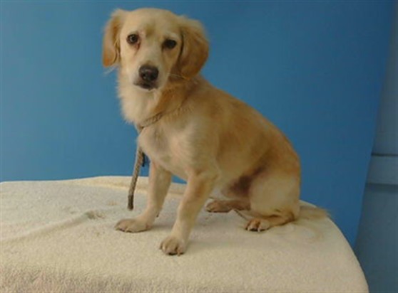 Baby, a Terrier, available for adoption