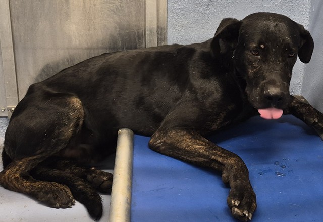 Timber, a Great Dane, available for adoption