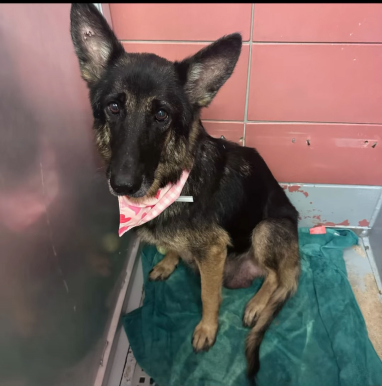 Mom Mimi, a German Shepherd (mix breed), available for adoption