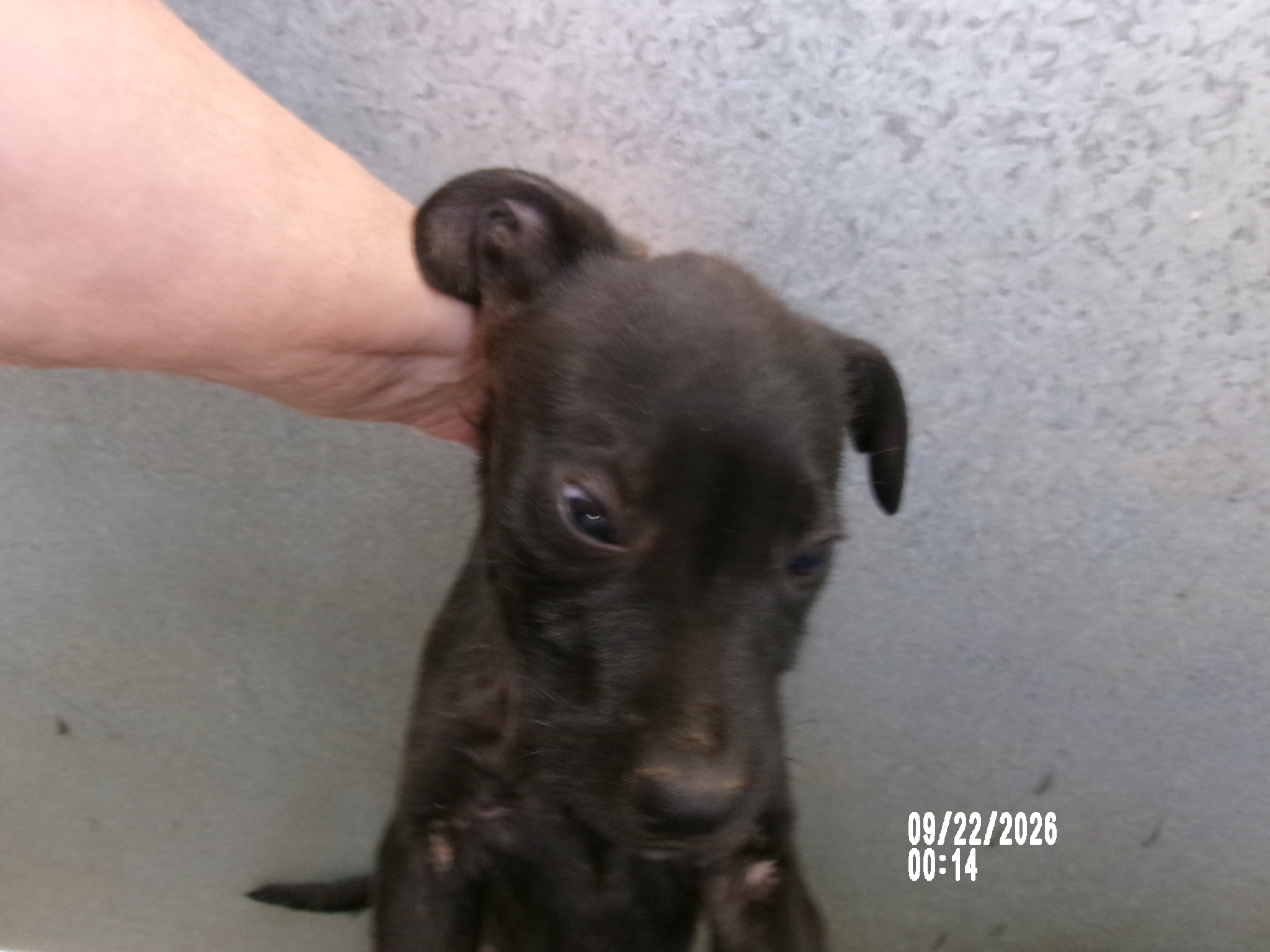 89069, a American Staffordshire Terrier (mix breed), available for adoption