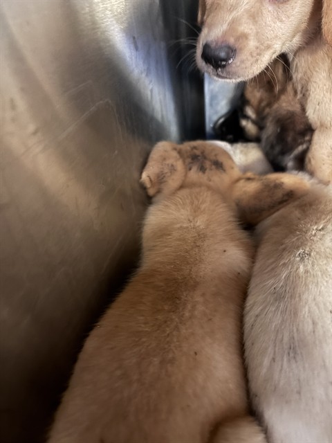 Queso, a Pit Bull Terrier (mix breed), available for adoption