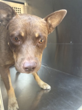 Mandrake, a Terrier (mix breed), available for adoption