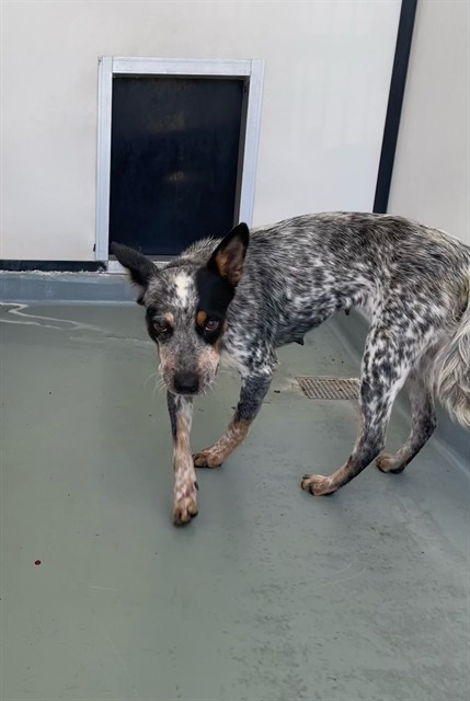 Bluey, a Australian Cattle Dog/Blue Heeler, available for adoption