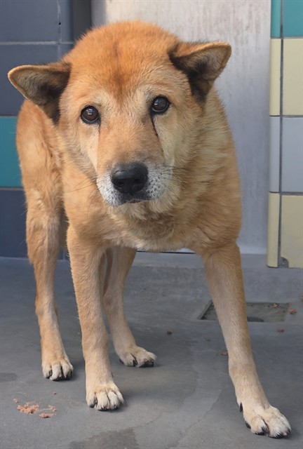 Ted, a Jindo, available for adoption