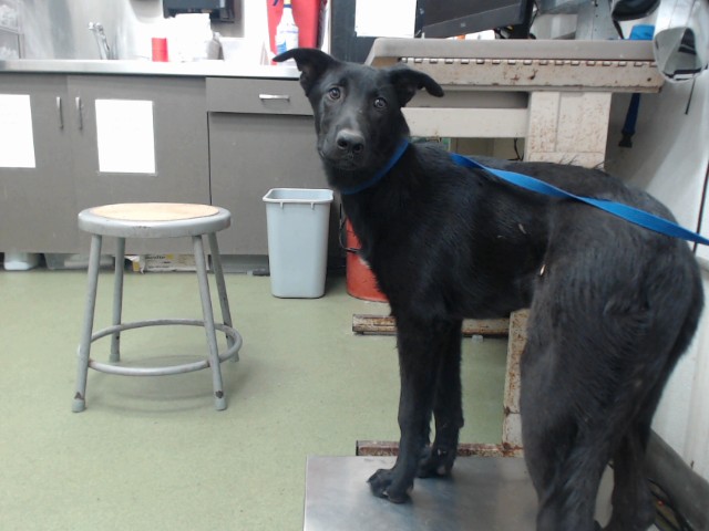 Tzu, a Flat-coated Retriever (mix breed), available for adoption
