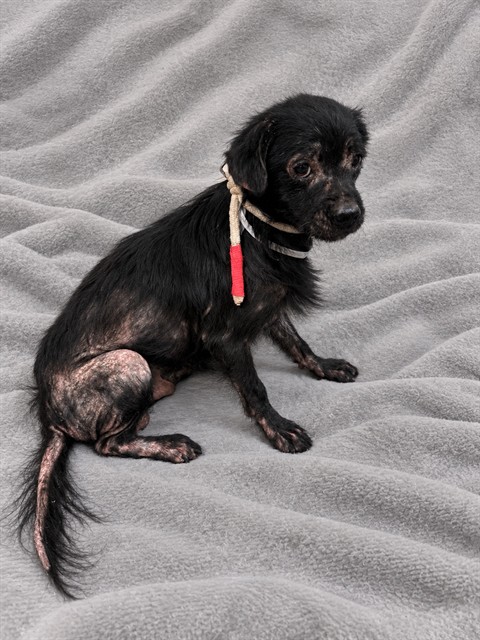 Reign, a Terrier, available for adoption