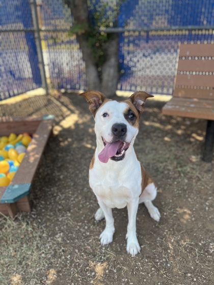 Paisley, a Retriever, available for adoption