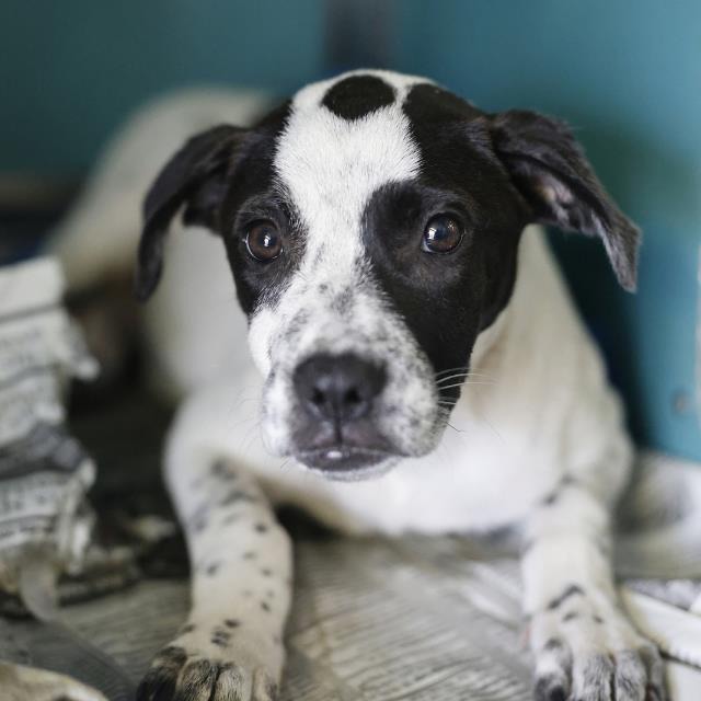 Pepper, a Australian Cattle Dog/Blue Heeler, available for adoption