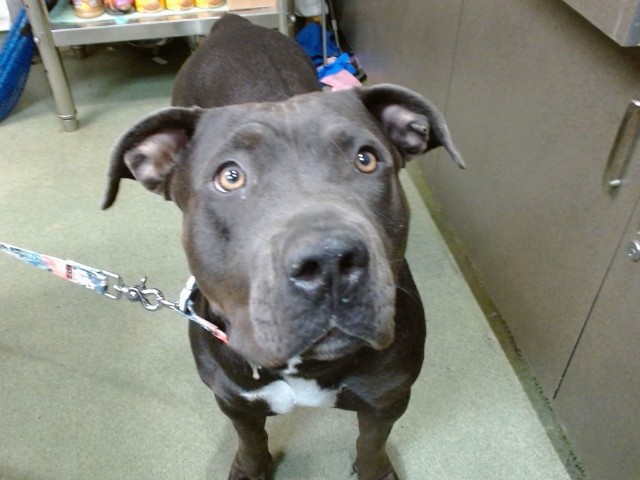 Rosie, a Pit Bull Terrier (mix breed), available for adoption