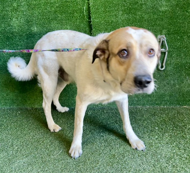 Simon, a Australian Cattle Dog/Blue Heeler, available for adoption