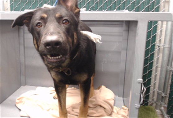 Victor, a German Shepherd, available for adoption