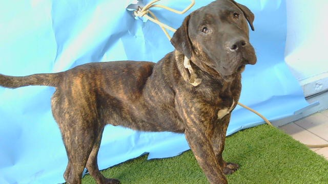 Espresso, a Presa Canario, available for adoption
