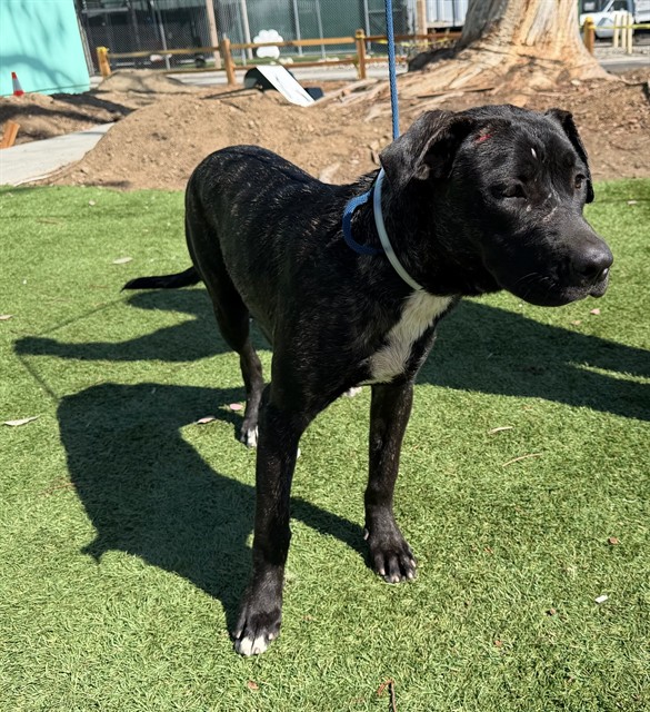 Luna, a Mastiff, available for adoption