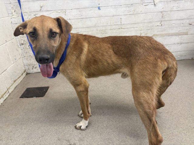 Ziggy, a German Shepherd (mix breed), available for adoption