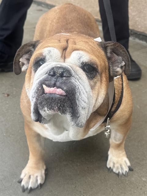 Violet, a English Bulldog, available for adoption