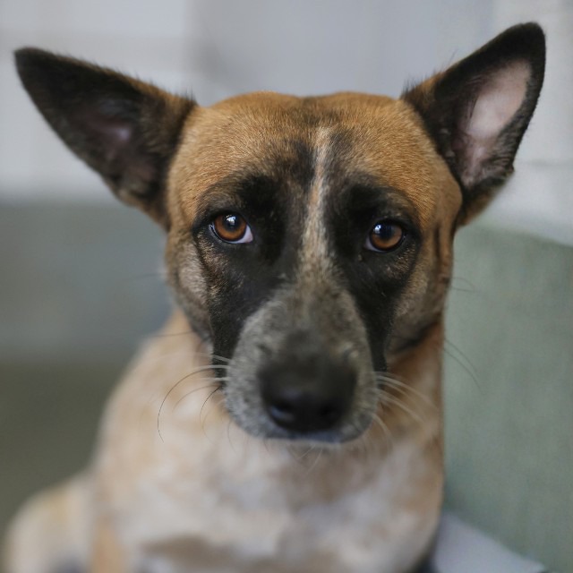 Daisy, a Australian Cattle Dog/Blue Heeler, available for adoption