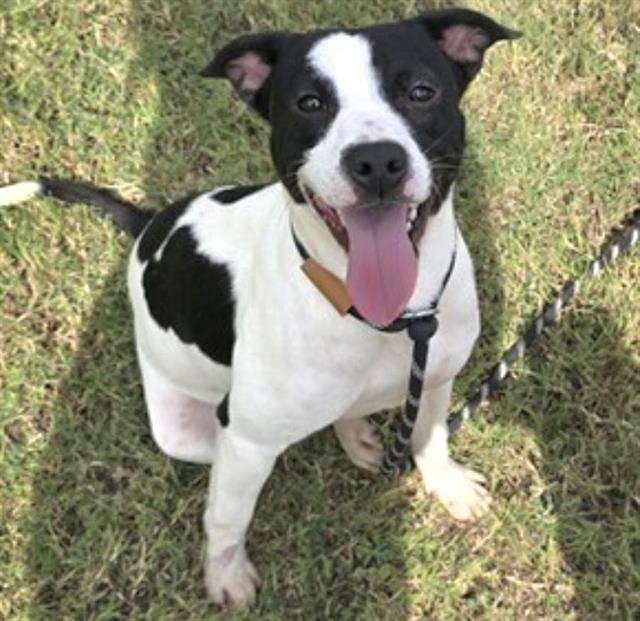 Sadie, a Rat Terrier, available for adoption