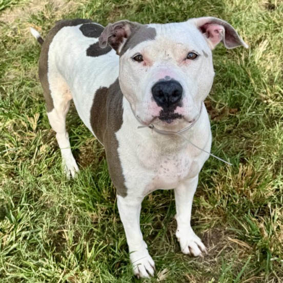 Blue, a Staffordshire Bull Terrier (mix breed), available for adoption