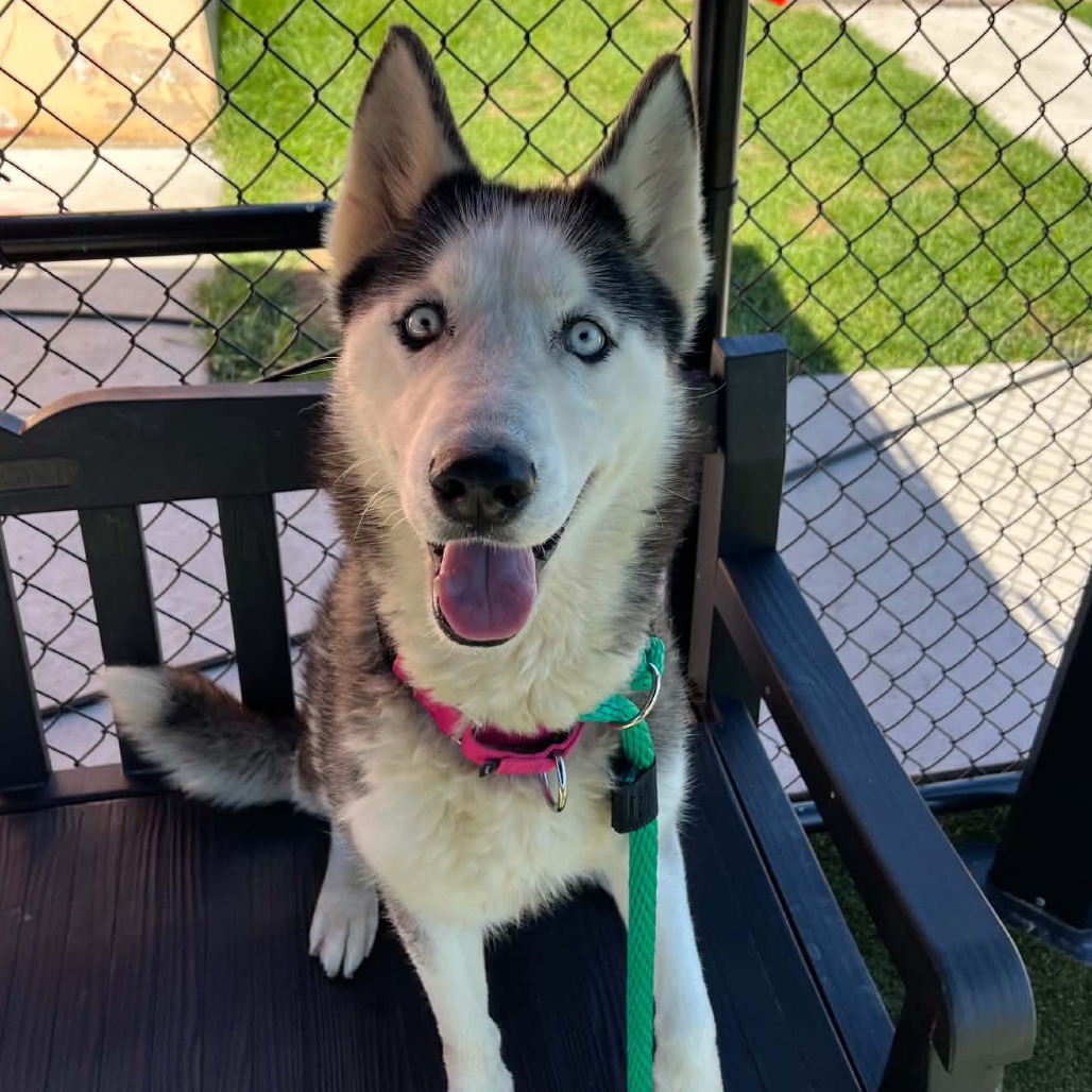 Aurora, a Siberian Husky, available for adoption