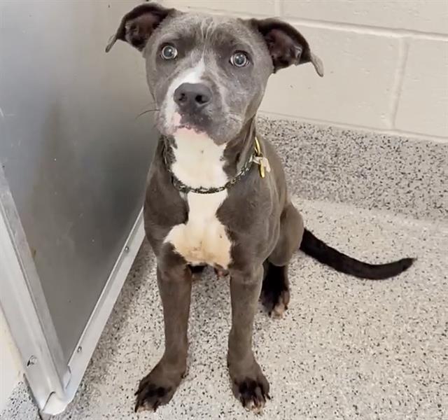 Benny, a Pit Bull Terrier, available for adoption