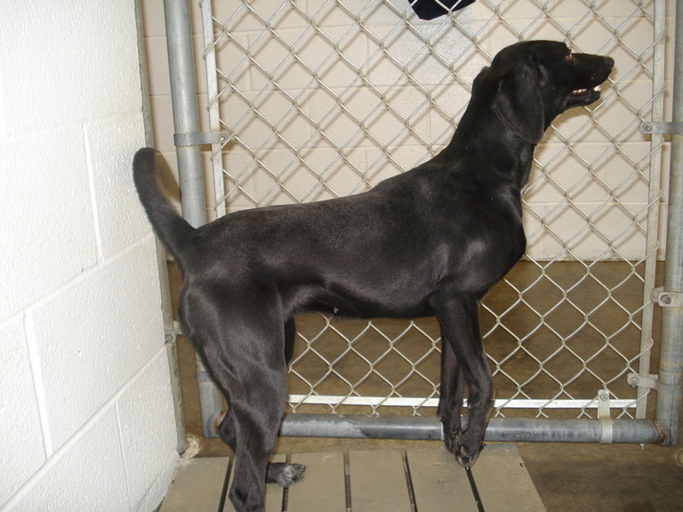 Other Photos of thie Dog