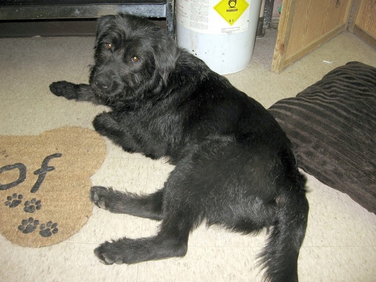 Other Photos of thie Dog