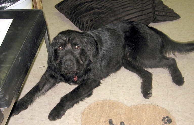 Other Photos of thie Dog