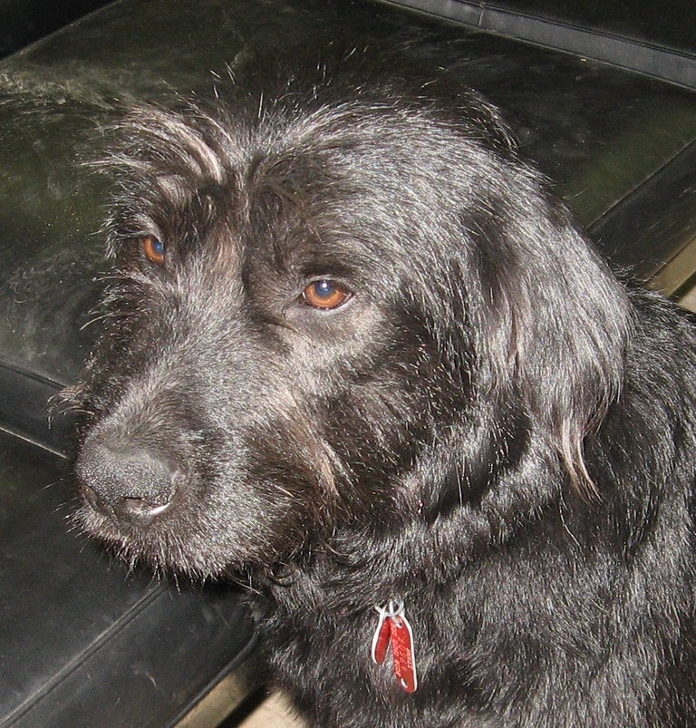 Other Photos of thie Dog