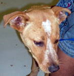 Other Photos of thie Dog