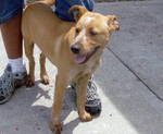 Other Photos of thie Dog