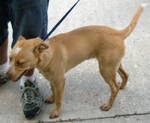 Other Photos of thie Dog
