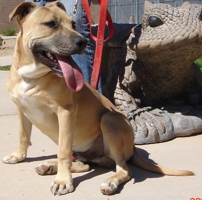 Other Photos of thie Dog