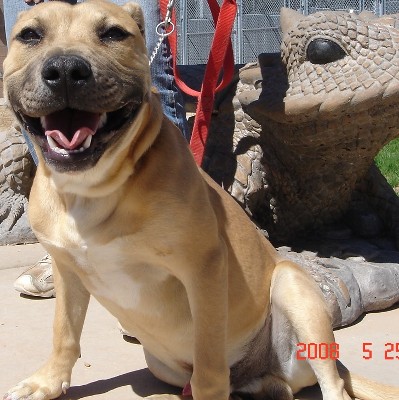 Other Photos of thie Dog