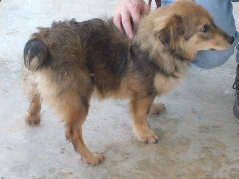Other Photos of thie Dog