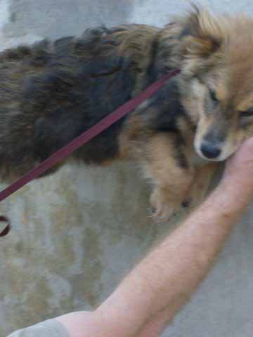 Other Photos of thie Dog