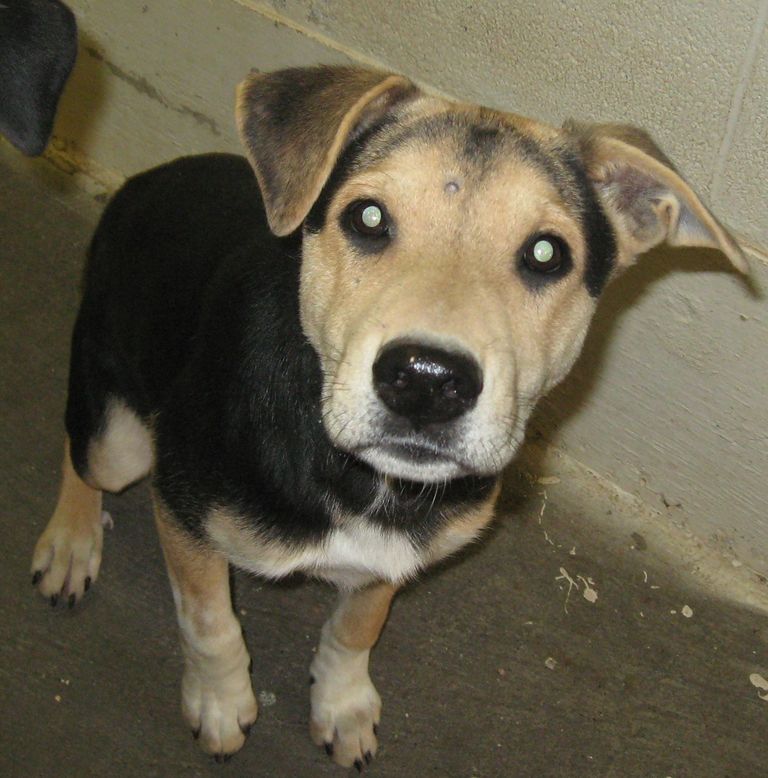 Other Photos of thie Dog