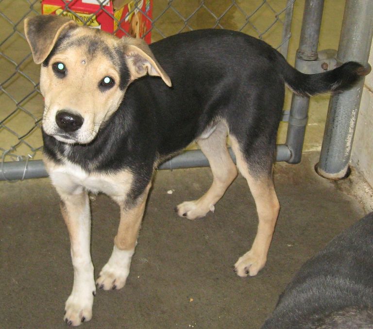 Other Photos of thie Dog