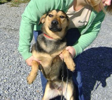 Other Photos of thie Dog