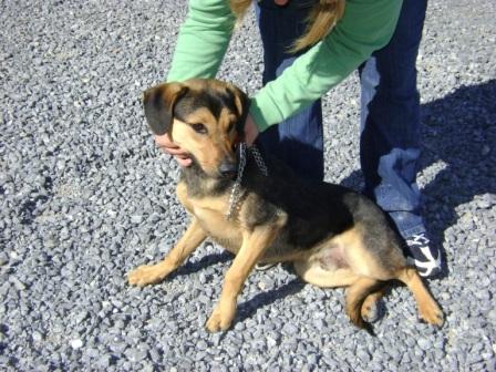 Other Photos of thie Dog