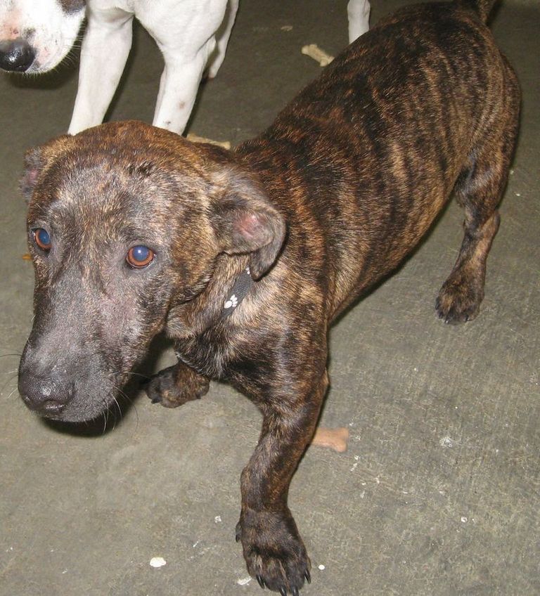 Other Photos of thie Dog