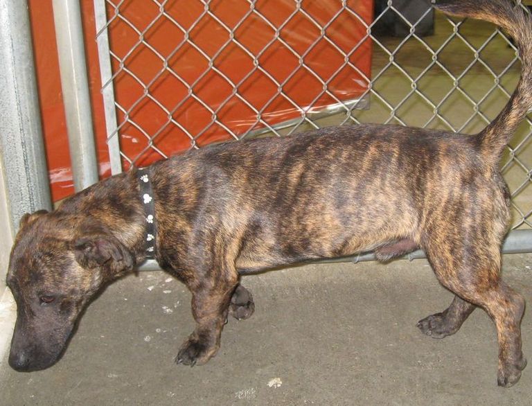 Other Photos of thie Dog