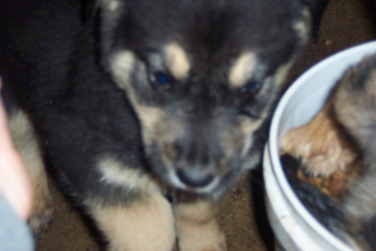 Other Photos of thie Dog