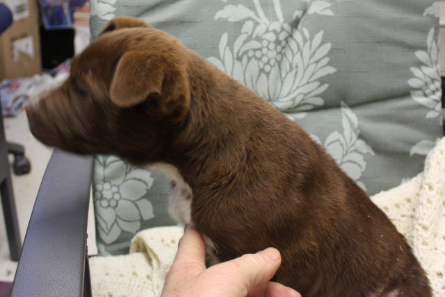 Other Photos of thie Dog