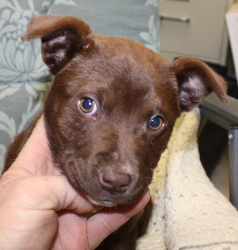 Other Photos of thie Dog