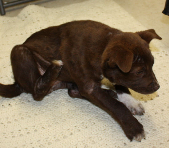 Other Photos of thie Dog
