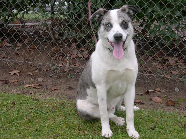 Other Photos of thie Dog