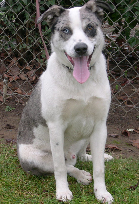 Other Photos of thie Dog