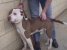 Other Photos of thie Dog