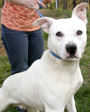 Other Photos of thie Dog